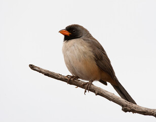 Zwartkeelsaltator, Black-throated Saltator, Saltatricula atricollis