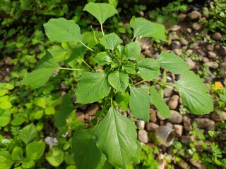 Acalypha indica Leaves 