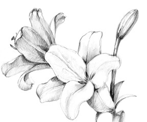 Sketch of lily on white background. Illustration for decor.