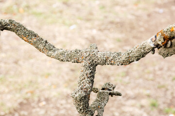 Rusty old bike with algae from the river