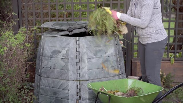 Middle aged caucasian woman throwing organic garden waste from a wheelbarrow into compost container in a garden. Zero waste, sustainability and environmental protection concept