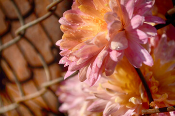 Beautiful chrysanthemum as background picture. Chrysanthemum wallpaper, chrysanthemums in autumn.