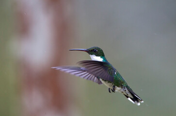 Witkeelkolibrie, White-throated Hummingbird, Leucochloris albicollis