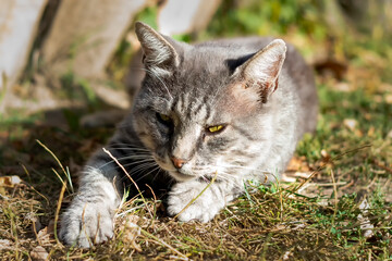 Naklejka na ściany i meble Grey striped country cat. Pet. Shooting in nature. Side view.