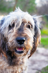 Portrait of a gray shaggy dog. Selective focus
