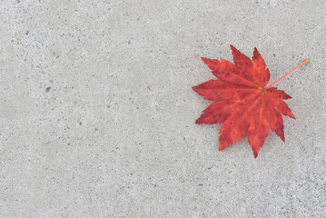 コンクリートの上の紅葉の葉