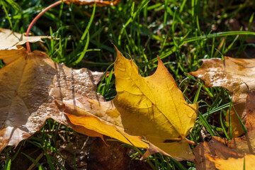 Ahornblatt in Herbstfärbung liegt auf dem Boden