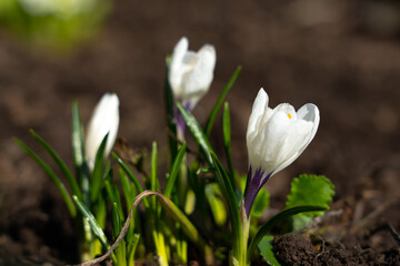 The first spring flowers bloom in the garden against a blue sky. White crocuses grow in early spring.