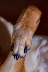 Vertical closeup shot of a dogs paw