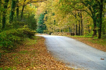 Obraz premium Road in autumn in Sapanca, Sakarya, Turkey.