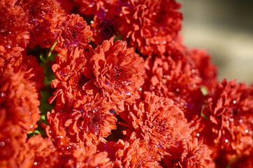 Beautiful chrysanthemum as background picture. Chrysanthemum wallpaper, chrysanthemums in autumn.