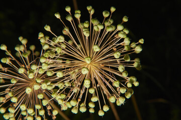 Onion fruits with seeds on a dark background. Macro photography