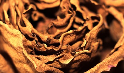 background of dried brown rose petals