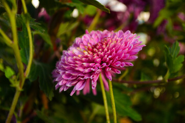 Beautiful chrysanthemum as background picture. Chrysanthemum wallpaper, chrysanthemums in autumn.