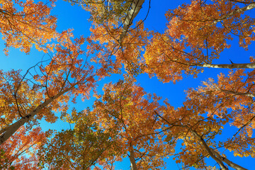 autumn leaves against blue sky