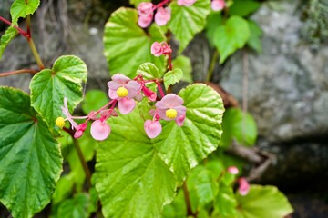 The small pink and yellow flower in Japan.