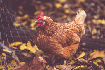 Chicken on fallen leaves in the aviary. Brown chicken walking on a pile of dry leaves in an aviary on an autumn day on a farm