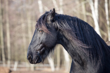 Fresian horse portrait -  black horse - relaxed in the grassland - trees background - amber eyes