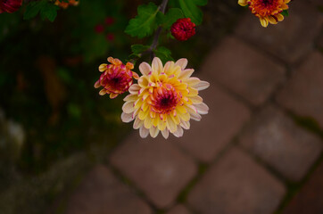Beautiful chrysanthemum as background picture. Chrysanthemum wallpaper, chrysanthemums in autumn.