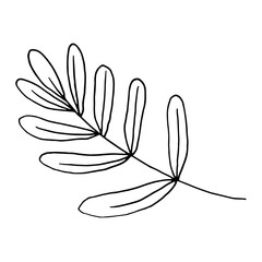 Botanical vector in line art or outline.