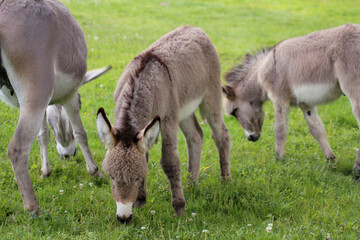 Der Hausesel (Equus asinus asinus) ist ein weltweit verbreitetes Haustier.