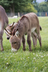 Der Hausesel (Equus asinus asinus) ist ein weltweit verbreitetes Haustier.