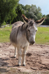 Fototapeta premium Der Hausesel (Equus asinus asinus) ist ein weltweit verbreitetes Haustier.