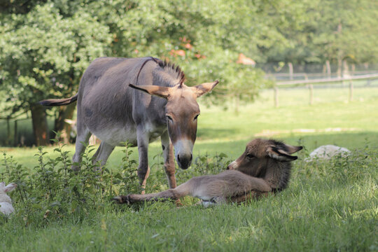 Der Hausesel (Equus asinus asinus) ist ein weltweit verbreitetes Haustier.
