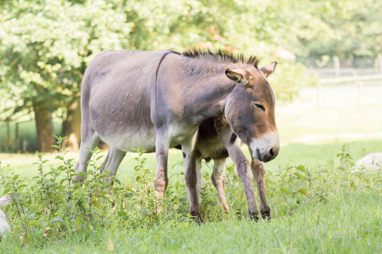 Der Hausesel (Equus asinus asinus) ist ein weltweit verbreitetes Haustier.