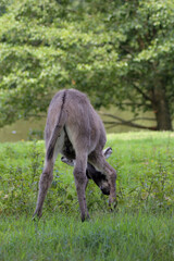 Der Hausesel (Equus asinus asinus) ist ein weltweit verbreitetes Haustier.