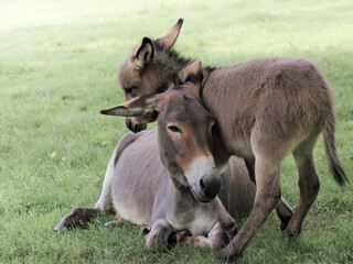 Naklejka na ściany i meble Der Hausesel (Equus asinus asinus) ist ein weltweit verbreitetes Haustier.