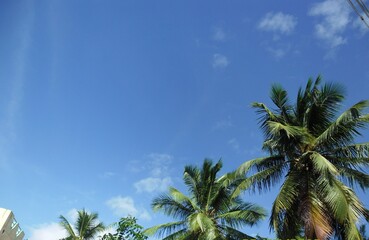 Fototapeta na wymiar INDIAN COCONUT TREES WITH SKY BACKGROUND 