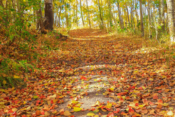 autumn leaves in the park