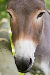 Der Hausesel (Equus asinus asinus) ist ein weltweit verbreitetes Haustier.