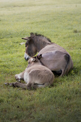 Der Hausesel (Equus asinus asinus) ist ein weltweit verbreitetes Haustier.
