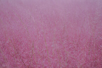 Pink muhly grass and girls in autumn