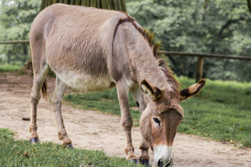 Der Hausesel (Equus asinus asinus) ist ein weltweit verbreitetes Haustier.