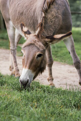 Der Hausesel (Equus asinus asinus) ist ein weltweit verbreitetes Haustier.