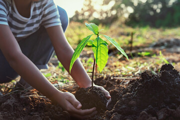 hand holding small tree for planting in nature. concept green world