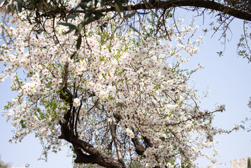 Sites of Pilgrimage from the Holy Lands of Jerusalem