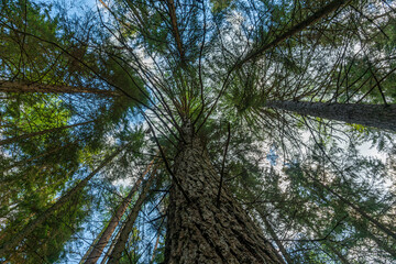Tree canopy from very tall Larch and pine trees