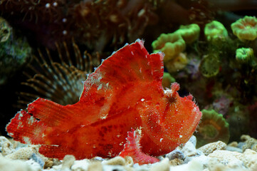 The Leaf Scorpionfish (Taenianotus troacontus)