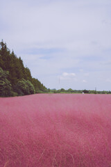 Pink muhly grass and girls in autumn