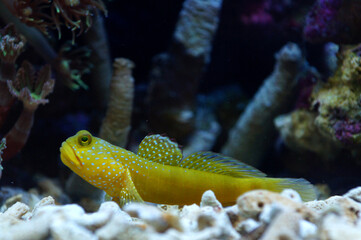 The Yellow Prawn Goby (Cryptocentrus cinctus)