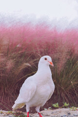 Pink muhly grass and pigeons in autumn
