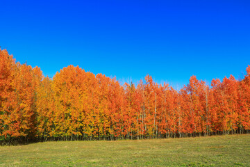 autumn trees in the forest