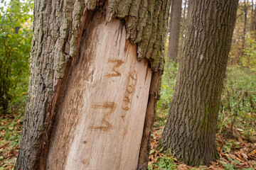 declaration of love carved on a tree