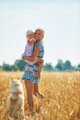 Obraz premium Cute baby girl with mom and dog on wheat field. Happy young family enjoy time together at the nature. Mom, little baby girl and dog husky resting outdoors. togetherness, love, happiness concept.