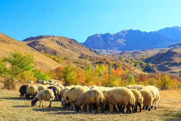 Fototapeta premium flock of sheep on a meadow
