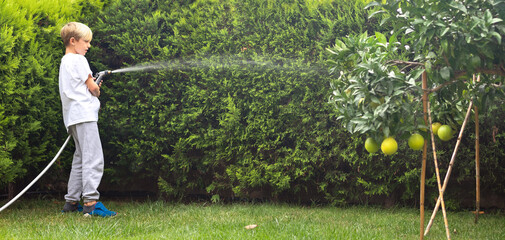 9 years boy watering orange tree at backyard with garden hose